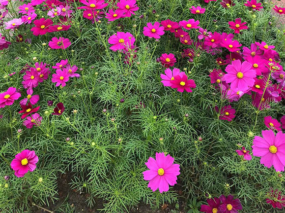 宁国市鲜花布置|租赁商业区植物摆设